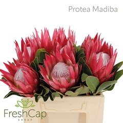 Protea Madiba 40cm