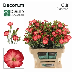 Di Solomio Clif 60cm 23