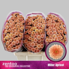 Chr S Miller Apricot 55cm 100g