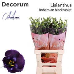 Eus E Bohemi Black Vio 70cm