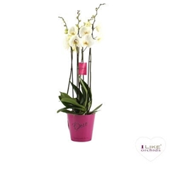 Phal Ant Leeds 17Ø 70cm