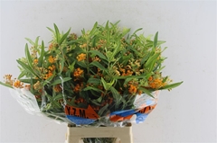 Ascl Tuberosa 60cm 33