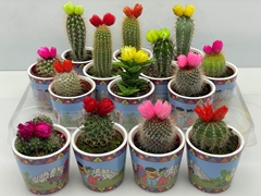 Cactus Versierd 8Ø 8cm