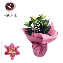 Lil Or Gem 13Ø 35cm