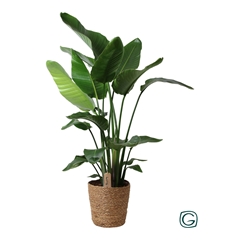 Strelitzia Nicolai 27Ø 150cm