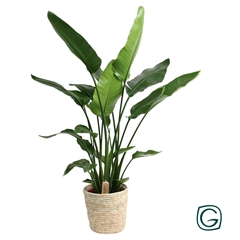 Strelitzia Nicolai 27Ø 150cm