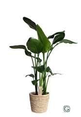 Strelitzia Nicolai 21Ø 110cm