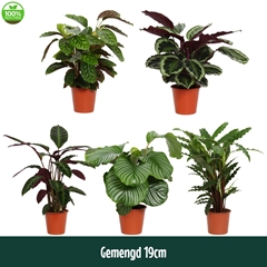 Calat Gemengd 19Ø 80cm