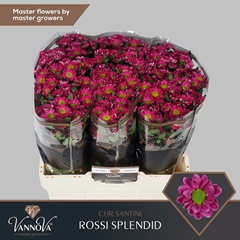 Chr San Rossi Splend 55cm 110g