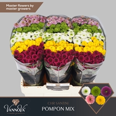 Chr San Pompo Gem Bs 55cm 110g