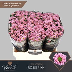 Chr San Rossi Pink 55cm 110g