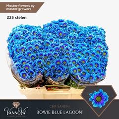 Chr S Aaa Bow Klb H% 55cm 110g
