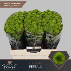 Chr S Aaa Peptalk 55cm 105g