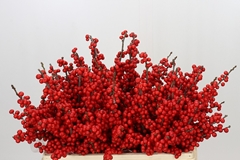Ilex Vert (RODE Bes) 50cm