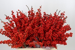 Ilex Vert (RODE Bes) 60cm
