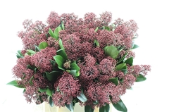 Skim J Rubella Bunch 45cm