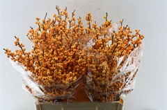 Ilex Golden Verboom 60cm