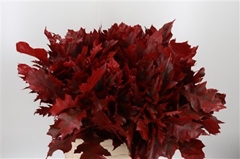 Querc Rubra Klb 21% 60cm