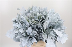 Querc Rubra Klb 21% 60cm