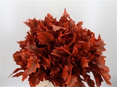 Querc Rubra Klb 21% 60cm