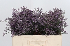 Lim Safora Lilac 50cm 10gram