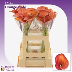 Zant Orange Pride 60cm