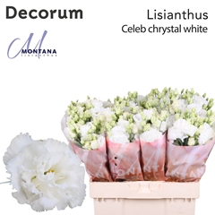 Eus G Celeb Chrystal 60cm
