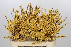 Ilex Vert Citronella 80cm