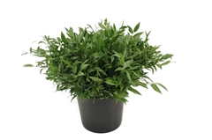 Ruscus Fijn Per Bunch 50cm 200gram