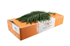 Phoenix Roebeleni Bs 80cm