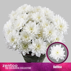 Chr T Baltica 70cm 85gram