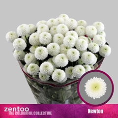 Chr S Newton 70cm 75gram