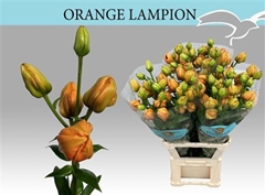 Li La Orange Lampion 100cm 41+