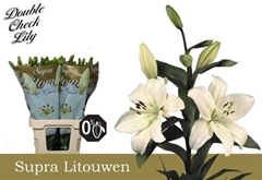 Li La Litouwen 95cm 55+