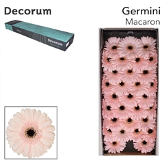 Germini Macaron 45cm 7cm Ø