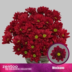 Chr T Mexicano 70cm 80gram