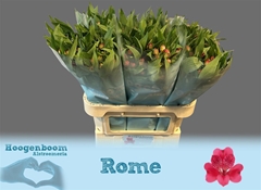 Alstr Rome 70gr