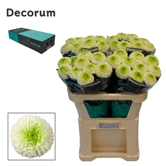 Chr G Alibaba 70cm 80gram