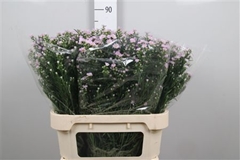 Ast Claudia 80cm 40gram