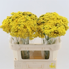 Achil F Park Variety 70cm