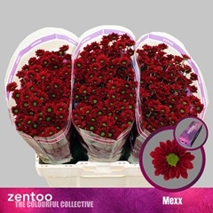 Chr S Mexx 55cm 100g