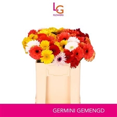 Germini Mixed 50cm 7cm Ø