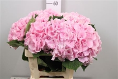 Hydr Macr Verena 60cm 21cm Ø
