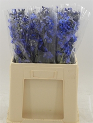 Delph En Deldon Blue 60cm 23