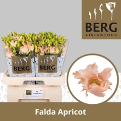 Eust E Falda Apricot 70cm