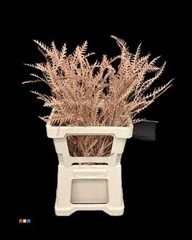Grevillea Ivanhoe Terracotta