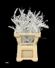 Grevillea Ivanhoe White