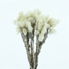 Kaaps Groen 50cm