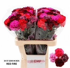 Di St Gem In Bunch 60cm 23