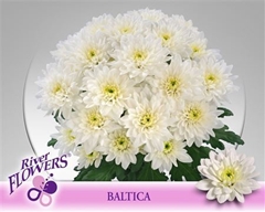 Chr T Baltica 70cm 90gram